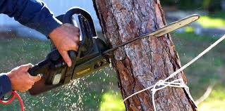 How Our Tree Care Process Works  in  Felida, WA