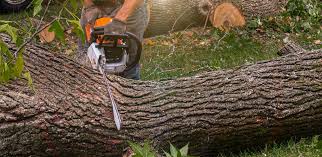 Best Emergency Tree Removal  in Felida, WA