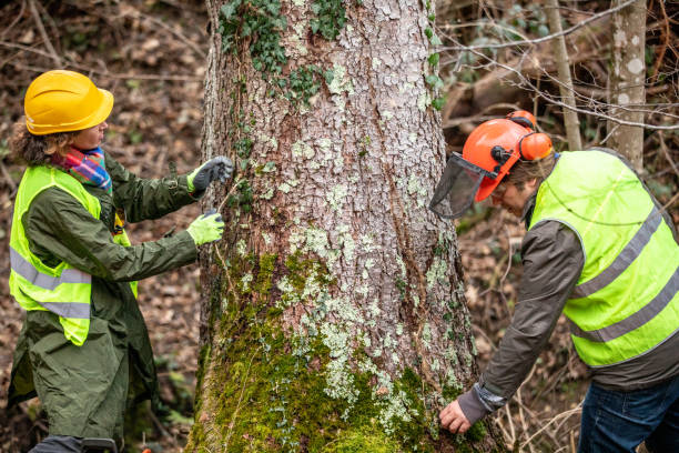 Best Tree Disease Treatment  in Felida, WA